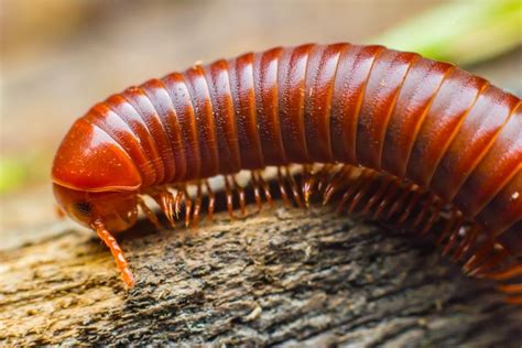  Haplopoda:  Découvrez cet étrange millipède aux nombreuses pattes et à la gaité contagieuse!