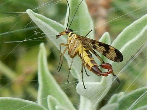  Le Scorpion-Mouche: Un Insectes Prédateur Dissimulé à l'Apparence Innocente!