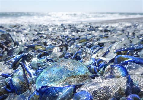  Velella velella: Un étrange marin qui ressemble à une voile transparente et se laisse emporter par le vent!