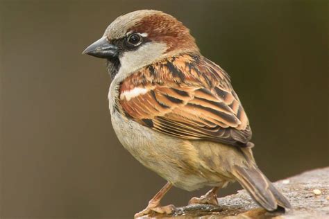  Pourquoi les Yacoups sont-ils connus comme les Moineaux du Monde avec leurs ailes en forme de poignard ?