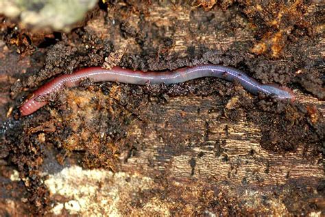  Worms: Are These Armored Crawlers The Architects Of Forest Decomposition?