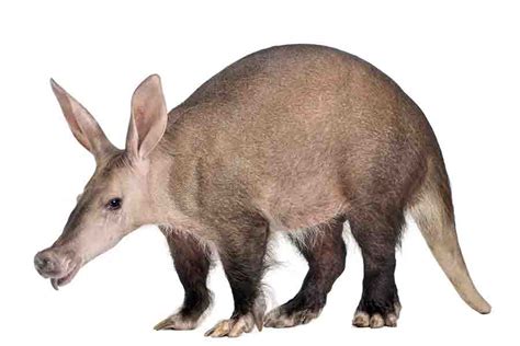   Aardvark : un mammifère fouisseur au museau incroyablement long!