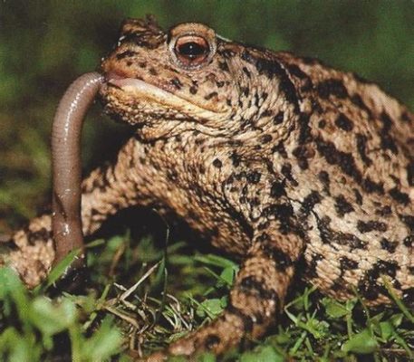  Crapaud : Un Champion de Camouflage Qui Saisit Sa Proie Avec une Vitesse Éblouissante !