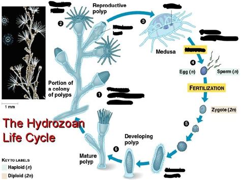  Fenella! Une hydrozoaire mystérieuse avec des tentacules fluorescents et un cycle de vie étonnant.