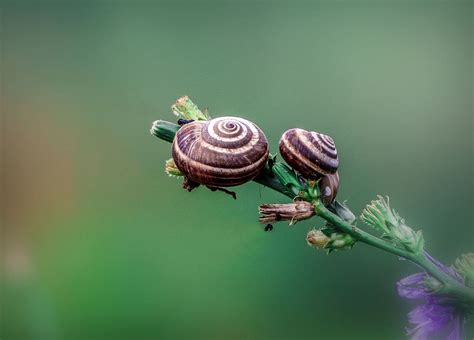  Garden Snail: Une Créature Fascinante à la Coquille Spirale Qui Fait Craquer les Jardins!