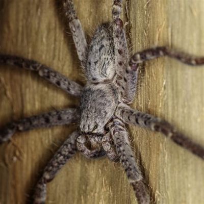  Huntsman Spider: A Silent Hunter With Eight Legs That Spin No Webs!