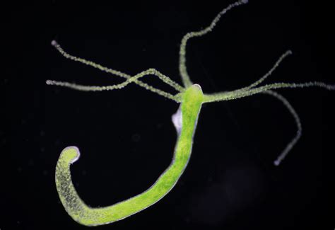  Hydra Vulgaris: Une créature aquatique fascinante qui se régénère et se nourrit de proies vivantes !