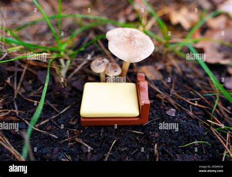  Lecythophora! Un Champignon Inattendu Qui Sème le Chaos Dans la Forêt!