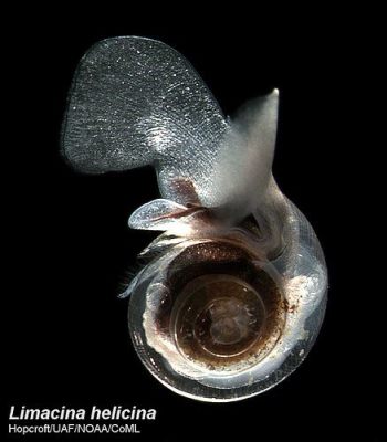  Limacina! A Tiny Shell Dweller Living Amongst the Waves