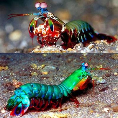  Mantis Shrimp: Une créature marine fascinante qui combine des couleurs éclatantes et une force dévastatrice incroyable !