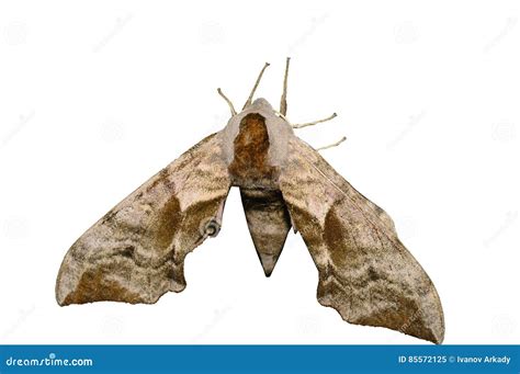  Nébuleuse, une magnifique créature aux ailes d'opale! Découvrons les secrets de ce papillon nocturne fascinant qui se nourrit du nectar des fleurs nocturnes!