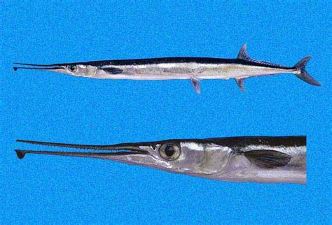  Needlefishes ! Ces poissons élancés aux nageoires uniques brillent par leur vitesse fulgurante et leur capacité à s’enfoncer instantanément dans le sable.