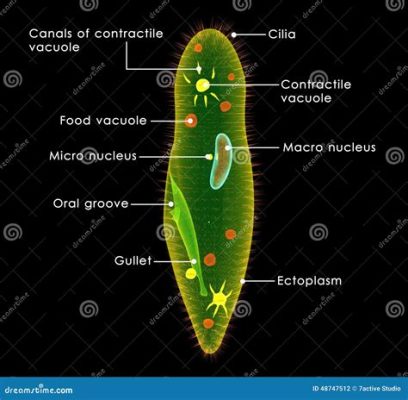  Paramecium: Une créature microscopique qui danse avec grâce en utilisant des cils vibratiles pour se déplacer et capturer sa proie!