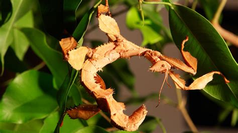  Phasme : Découvrez l'incroyable camouflage vivant et ses stratégies de survie fascinantes !