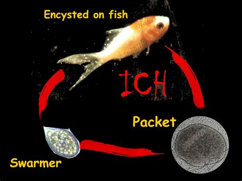  Ritzemaella : Un parasite intrigant capable de causer des dommages importants aux poissons !