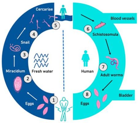  Understanding the Uncommon:  Unmasking the Urinary Schistosome's Lifestyle as a Parasite in Humans