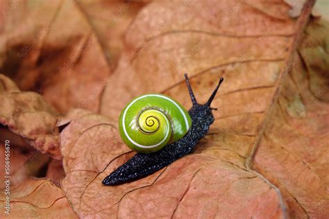  Urania: Découvrez la beauté éblouissante de cet escargot terrestre aux couleurs chatoyantes et à l'armure protectrice!