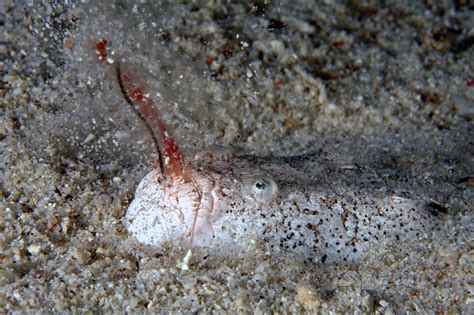  Uranoscopus! Découvre ce poisson-lune étonnant qui chasse avec des chocs électriques!