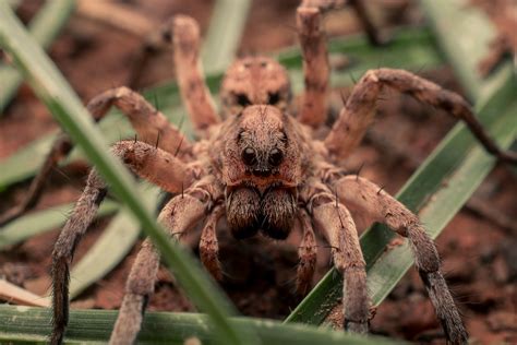  Wolf Spider: Détenteur de huit pattes velues et maître de la chasse nocturne furtive !