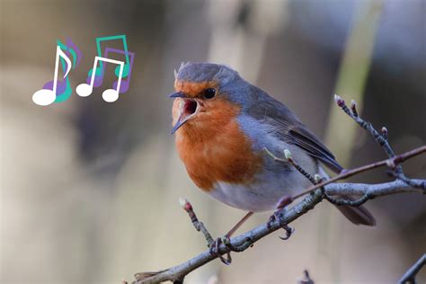  Xémine: Un oiseau migrateur qui aime chanter et faire du bruit dans les arbres!