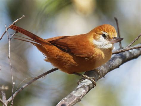  Xénops ! Un Oiseau Qui Se Cache Mais Qui A Un Chant Époustouflant ?