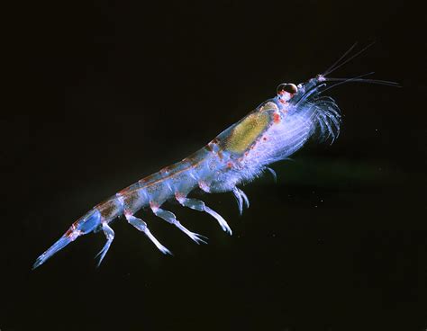   Yellow-Eyed Shrimp! A Tiny Crustacean That Lives Its Best Life on Sea Floors Around the World?