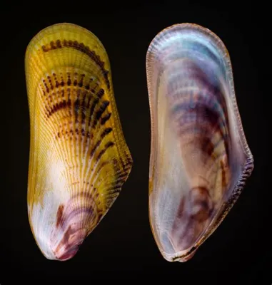  Yellow Mussel: A Creature With Strikingly Bright Shells That Exhibits Remarkable Burrowing Abilities