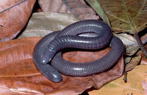  Zaire Dwarf Caecilian: Can This Legless Amphibian Really Breathe Through Its Skin?!