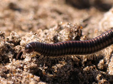  Zygonurus: Un Insecte Myriapode aux Mille Jambes Qui Déteste Les Contemplations